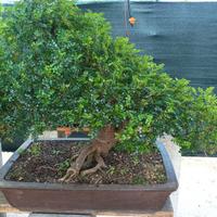 Bonsai pepe cm 70