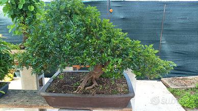 Bonsai pepe cm 70
