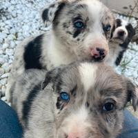 Cuccioli Border Collie