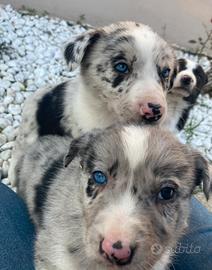 Cuccioli Border Collie