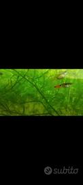 Guppy endler zona decimo municipio