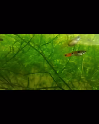 Guppy endler zona decimo municipio