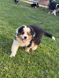 Cuccioli di pastore australiano