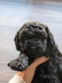 Cucciola nera barboncino toy