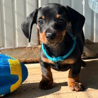 Cucciolo bassotto tedesco taglia nana