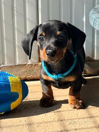 Cucciolo bassotto tedesco taglia nana