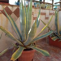 2 piante Agave