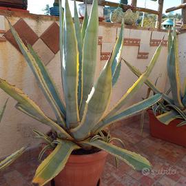 2 piante Agave