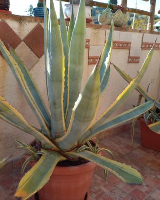 2 piante Agave