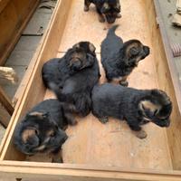 Cuccioli patore tedesco