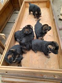 Cuccioli patore tedesco