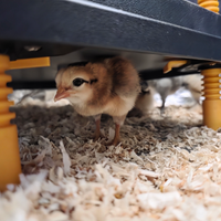 Pulcini galline Legbar