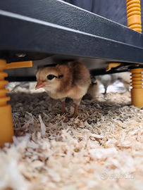 Pulcini galline Legbar