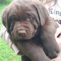 Cuccioli labrador retriever