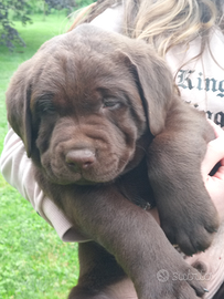 Cuccioli labrador retriever