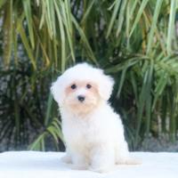 Maltese