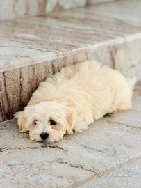 Bichon maltese