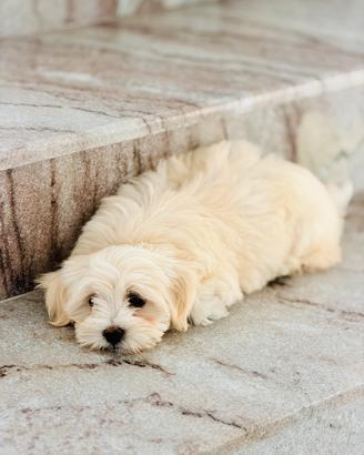 Bichon maltese