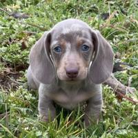 Bassotto tedesco kaninchen / nano