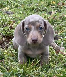 Bassotto tedesco kaninchen / nano