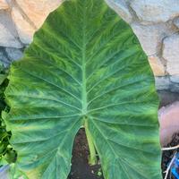 Pianta di alocasia