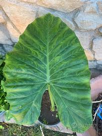 Pianta di alocasia