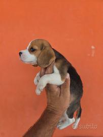 Beagle
