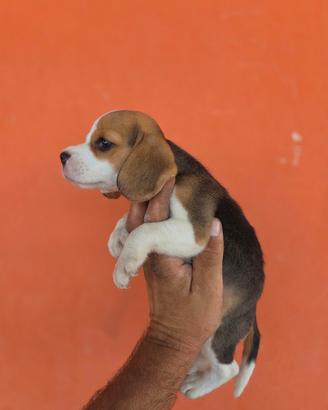 Beagle