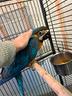 ara-giallo-blu-ed-altri-pappagalli