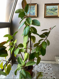 FICUS ELASTICA ROBUSTA