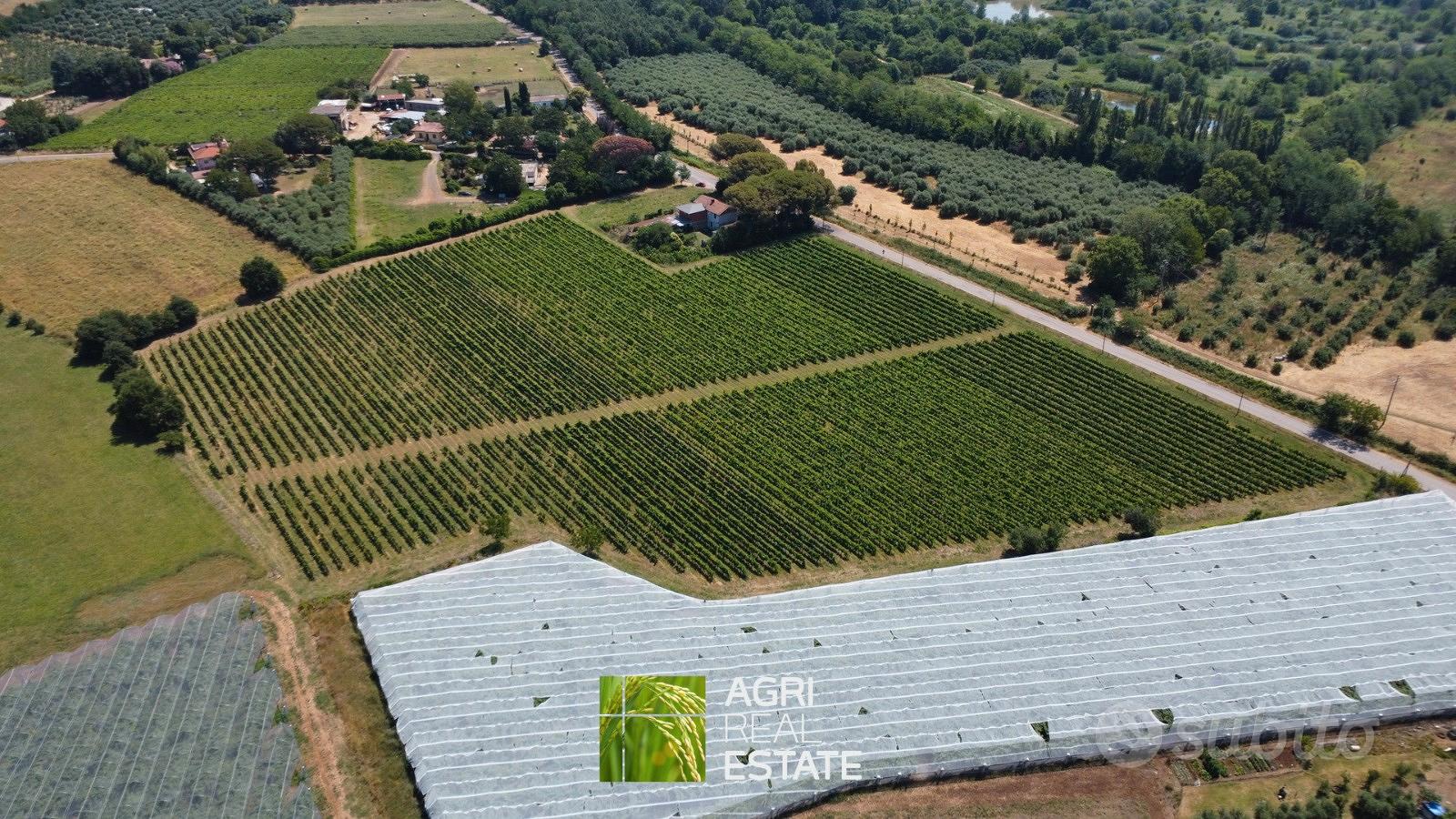 Cisterna di Latina - Vigneto di 3,5 HA | TR430 - Vista 3