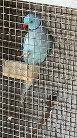 Pulli parrocchetti dal collare