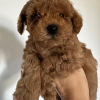 Barboncino maschio red taglia piccola