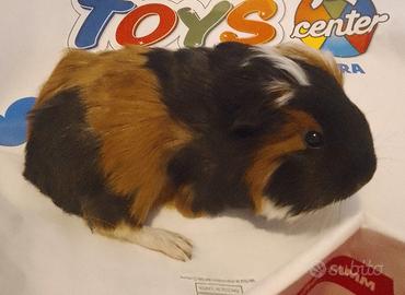 Cavia razza coronet