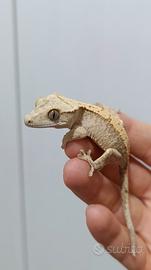 FoxBau1 Geco ciliatus
