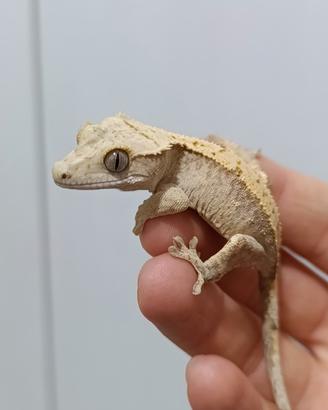 FoxBau1 Geco ciliatus