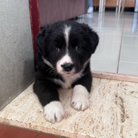 Cuccioli di border collie maschi e femmine
