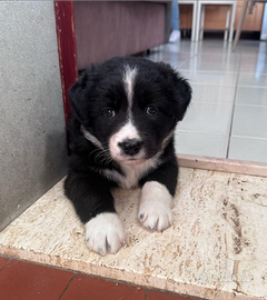 Cuccioli di border collie maschi e femmine