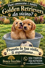 Golden Retriever cuccioli di altissima genealogia