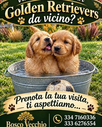 Golden Retriever cuccioli di altissima genealogia