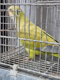 Pappagalli parrocchetti monaci