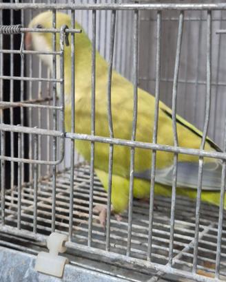 Pappagalli parrocchetti monaci