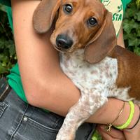 Cucciolo di bassotto piebald - roma