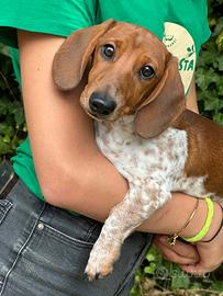 Cucciolo di bassotto piebald - roma