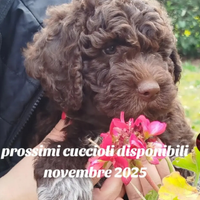Cuccioli di Lagotto romagnolo con pedigree