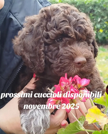 Cuccioli di Lagotto romagnolo con pedigree