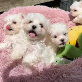 MALTESE COREANO