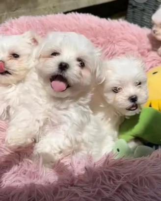 MALTESE COREANO