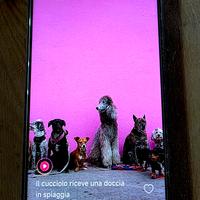 Smartphone Xiaomi POCO X4 GT 5G + RAM 8GB ROM 256G