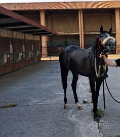 PSI inglese di 3 anni grigio roano